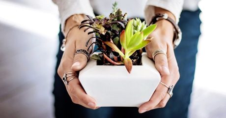 05 zimmerpflanzen 1c7afd39