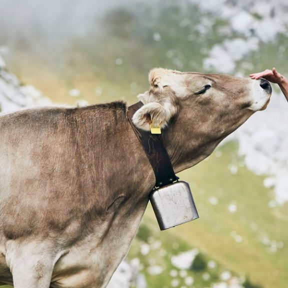 Aquilana Neu in der Schweiz Breit